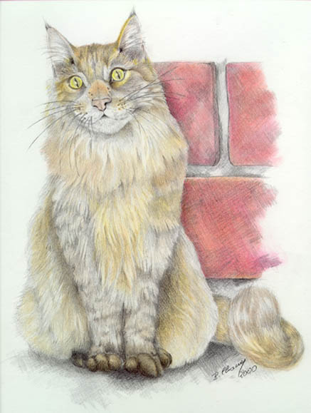 Chat mainecoon