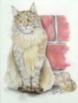 Chat mainecoon 